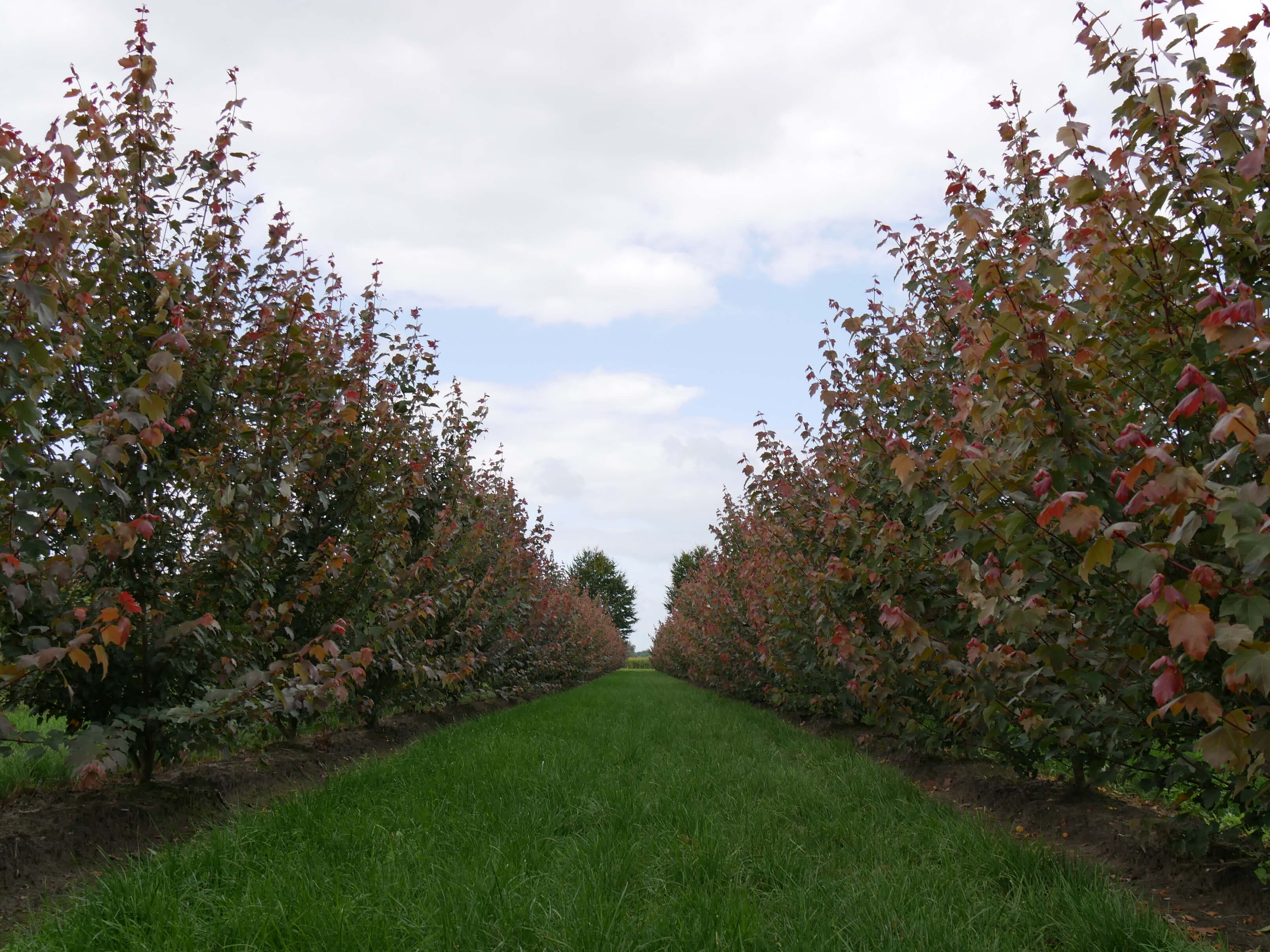 Acer rubrum var. Summer Red